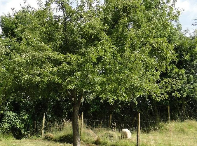 Dom wakacyjny La Bergerie, Normand 5 Pers. Avec Piano *